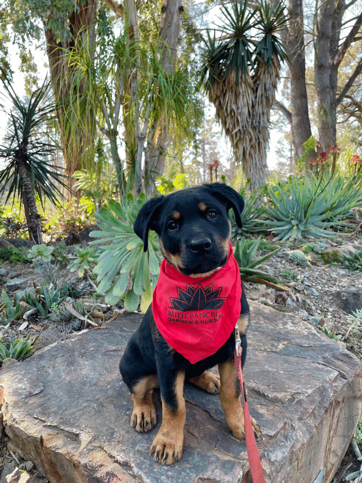 Dog Days of Summer, Courtesy of the Bancroft Garden and Nursery.gif